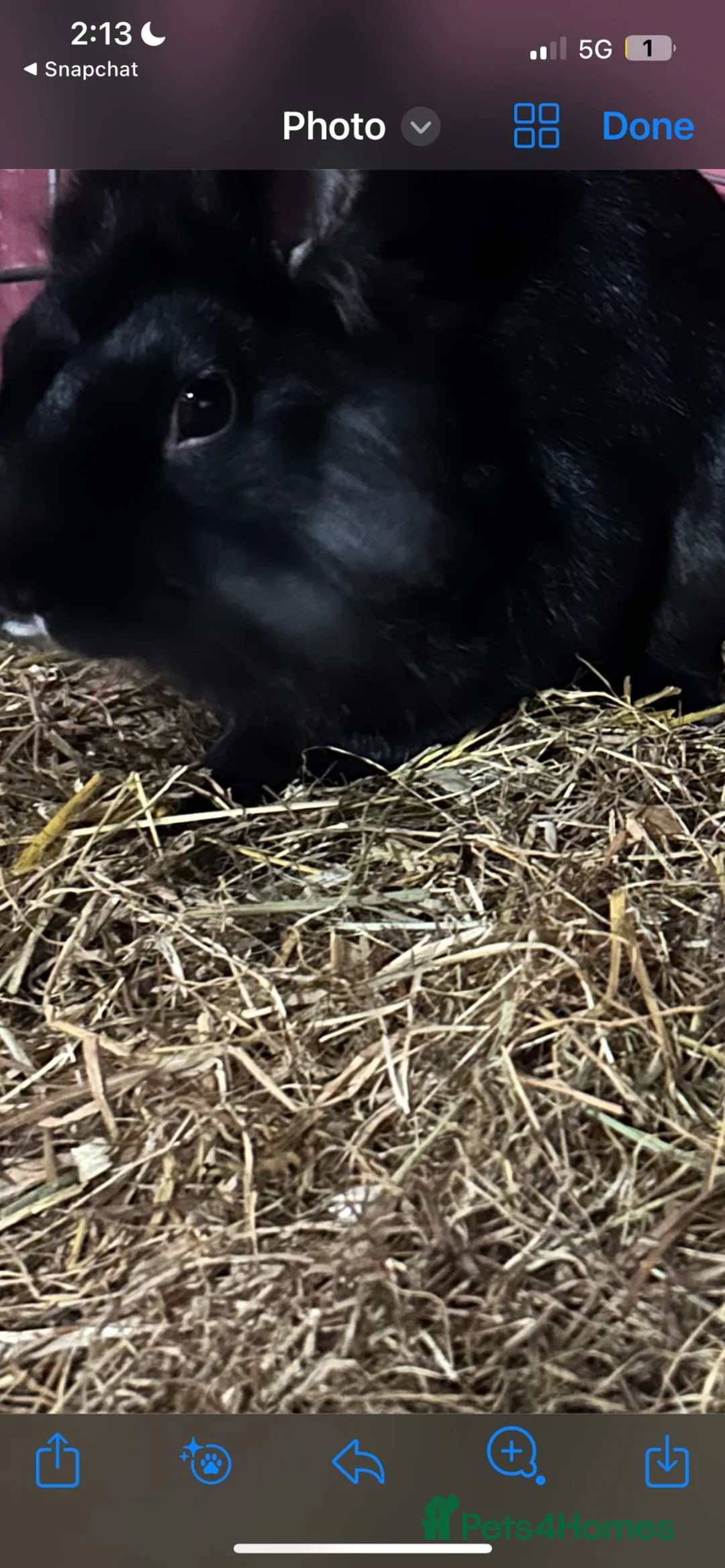 Lionhead rabbits for sale: Carlo the lion head  - Advert 2