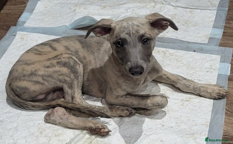 Whippet dogs for sale - Advert 1