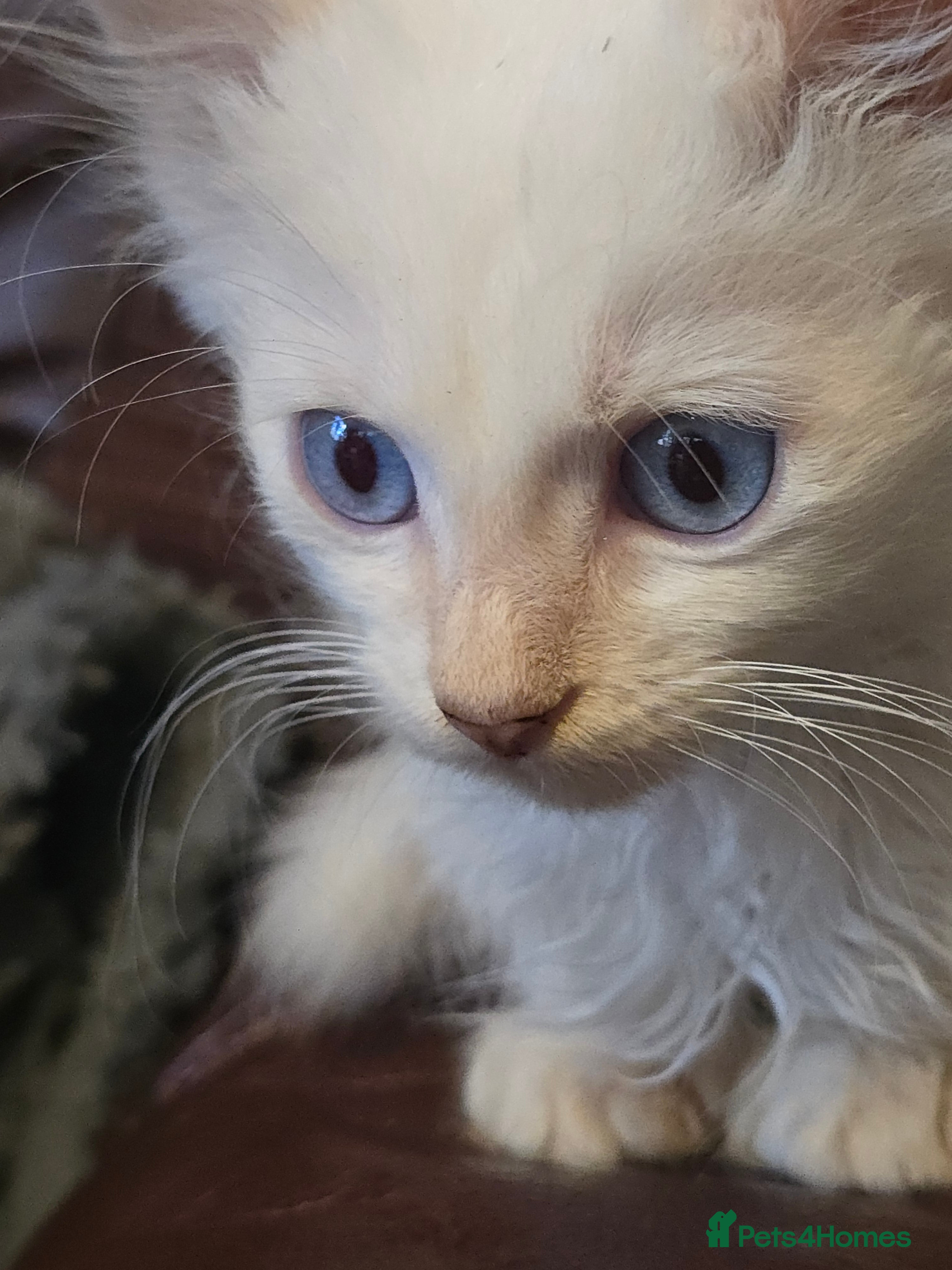 Mixed Breed cats Beautiful boy and girl  - Advert 1