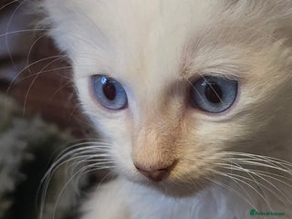 Mixed Breed cats Beautiful boy and girl - Advert 1