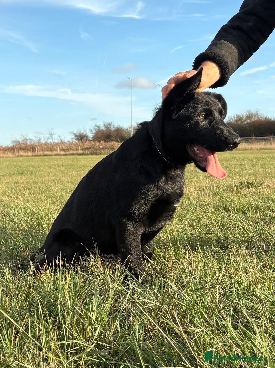 German Shepherd dogs for sale: KC Reg DDR GSD Puppy Rare Bloodline - Advert 9