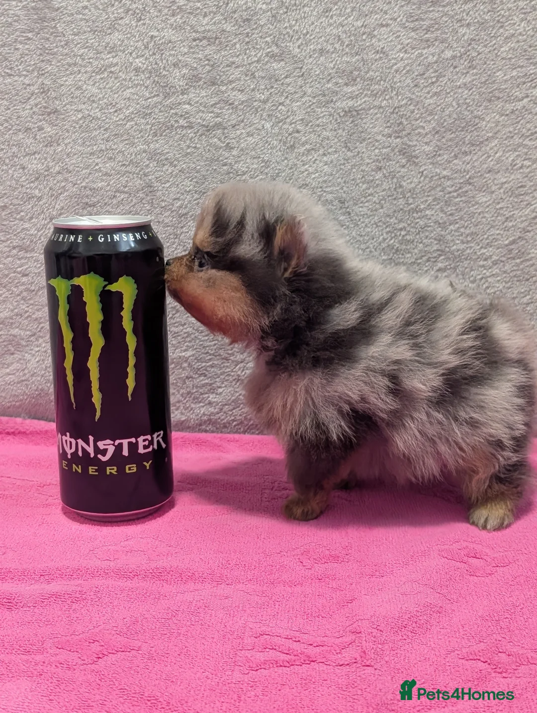 Pomeranian dogs for sale: Pedigree Pomeranian puppy's  - Advert 2