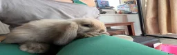 Mini Lop rabbits for sale: 2 Pure bred minilop rabbits for sale - Advert 3