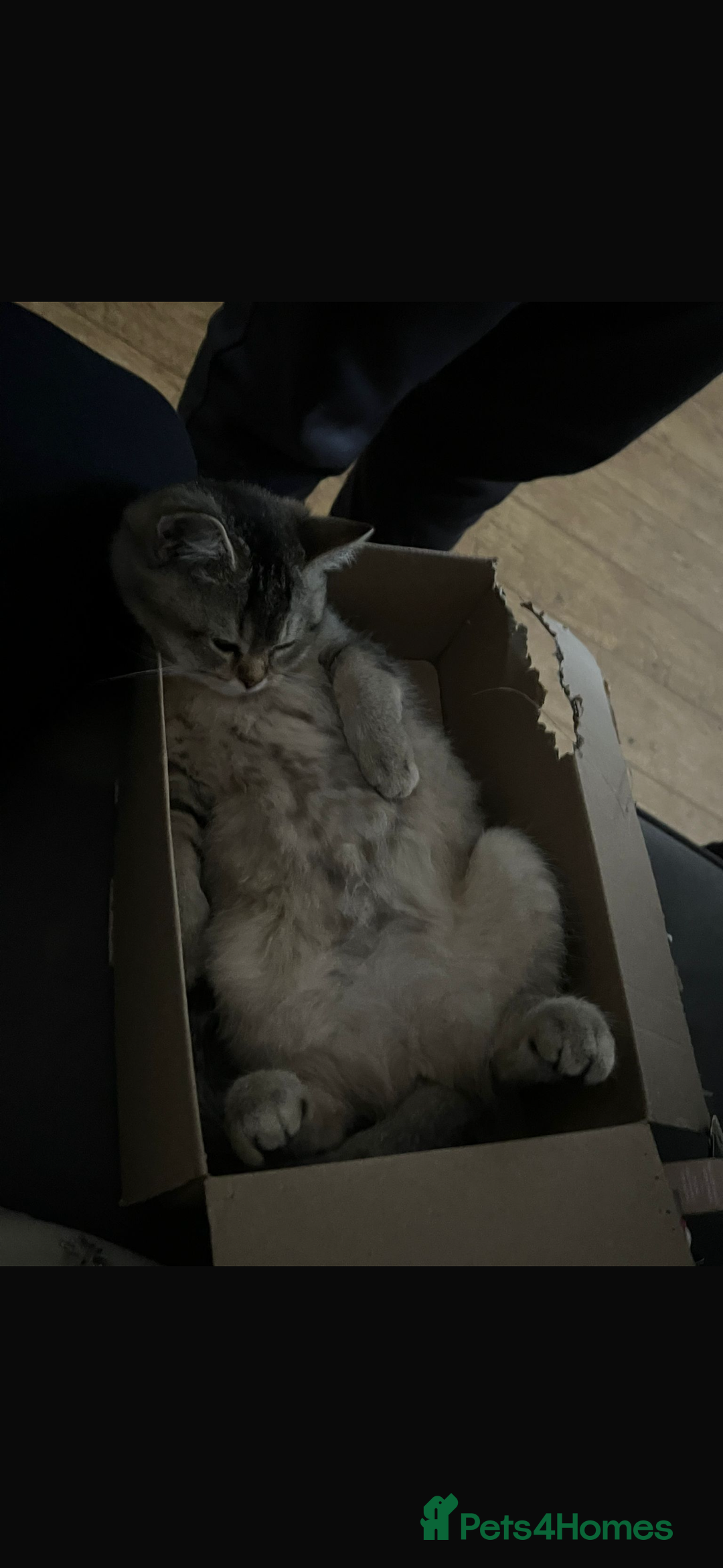 British Shorthair cats for sale: Golden mixed bsh  - Advert 3