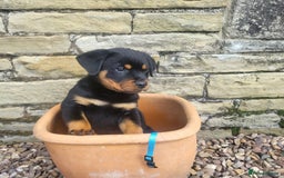 Rottweiler dogs for sale: Chunky Rottweiler Puppies  - Image 20