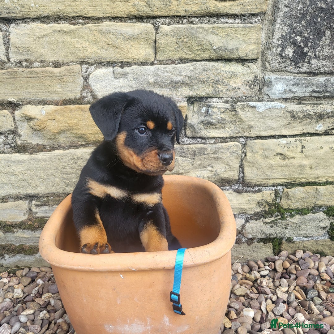 Rottweiler dogs for sale: Chunky Rottweiler Puppies  - Image 20