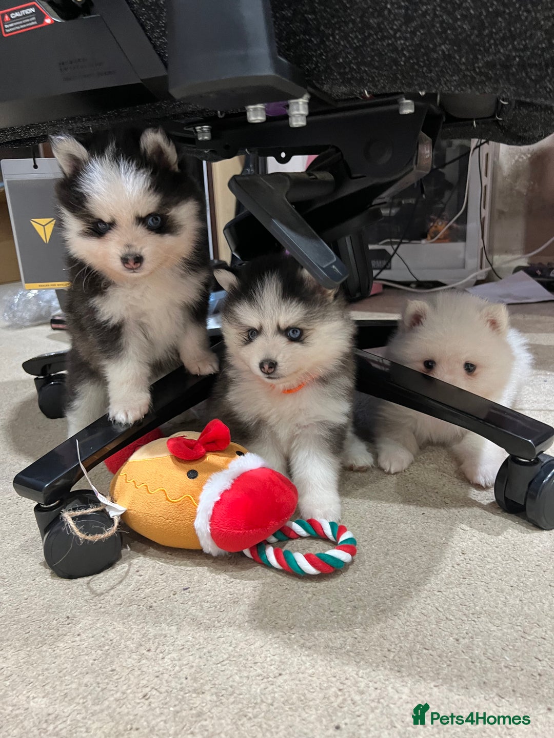 Pomsky dogs for sale: F4 Toy Pomsky Puppies - Advert 2