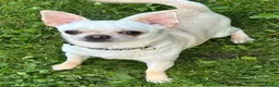Pomchi dogs for sale: Beautiful Pomchi puppies  - Advert 14