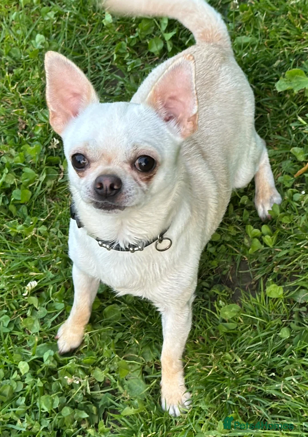 Pomchi dogs for sale: Beautiful Pomchi puppies  - Advert 14