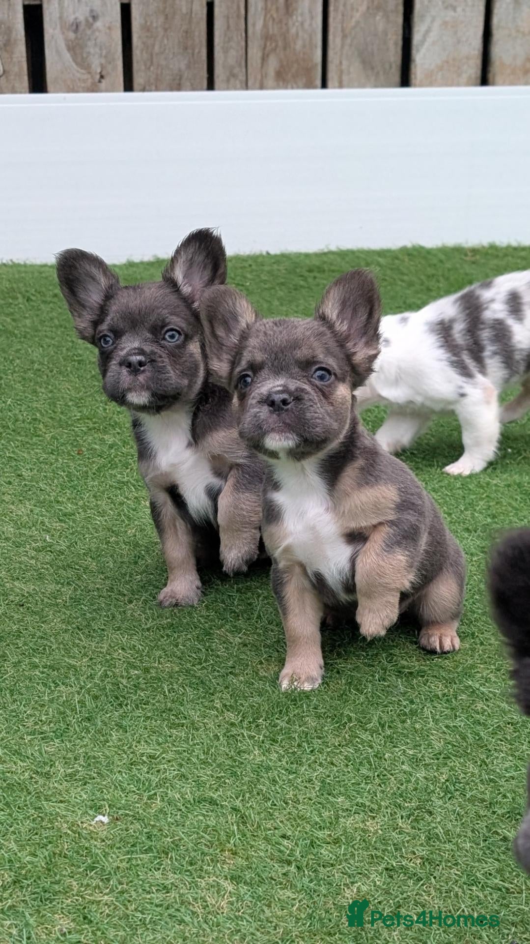 French Bulldog dogs for sale: Betty & Bubbles visual fluffy blue tri lilac tan - Advert 1