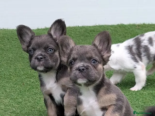 French Bulldog dogs for sale: Betty & Bubbles visual fluffy blue tri lilac tan - Advert 1