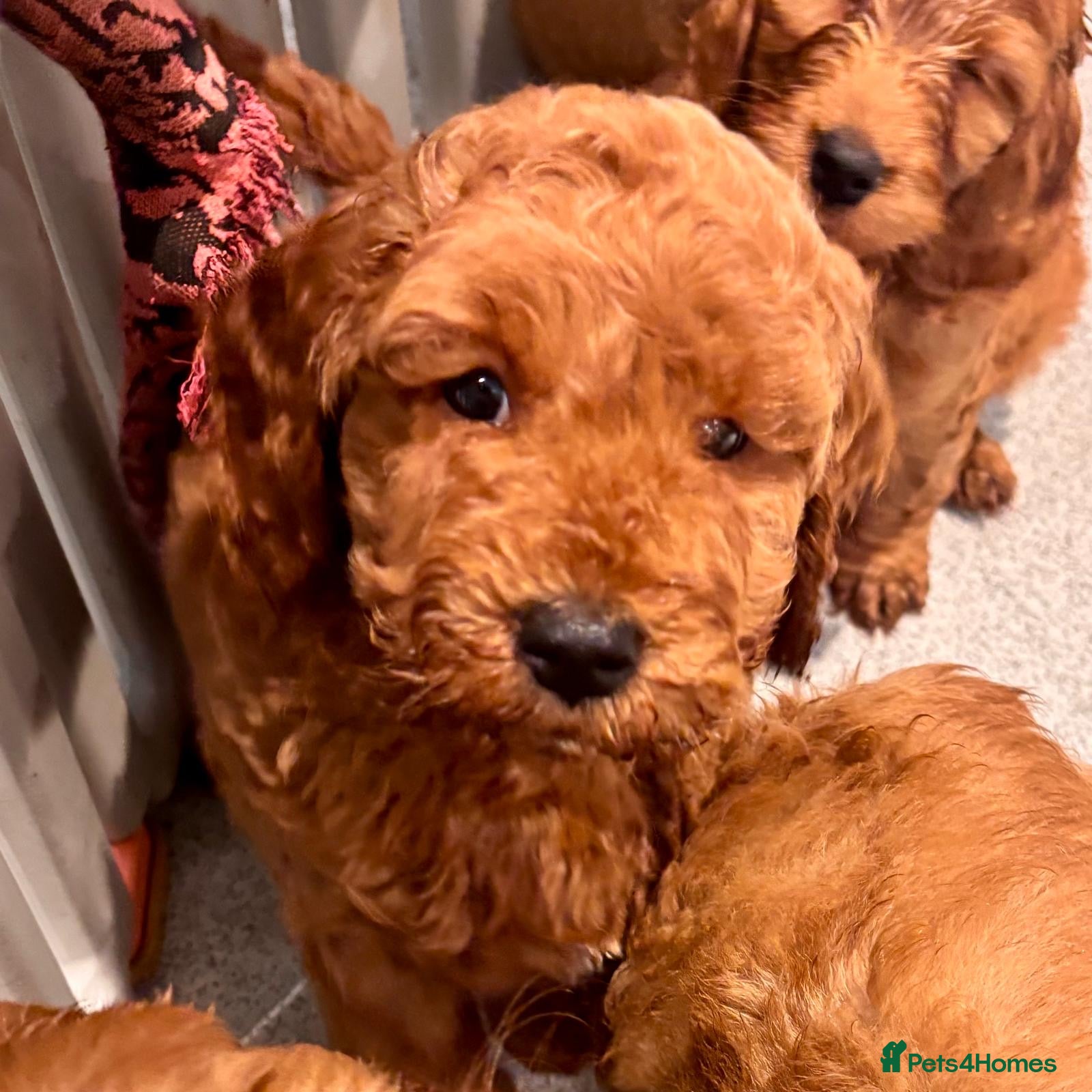 Cavapoo dogs Beautiful cavapoo puppies - Advert 5