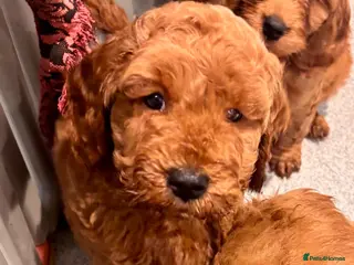 Cavapoo dogs Beautiful cavapoo puppies - Advert 5