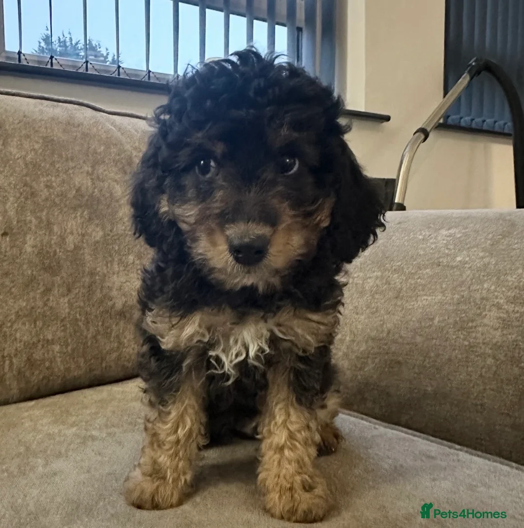 Cavapoo dogs for sale: Beautiful babies looking for forever homes - Advert 11