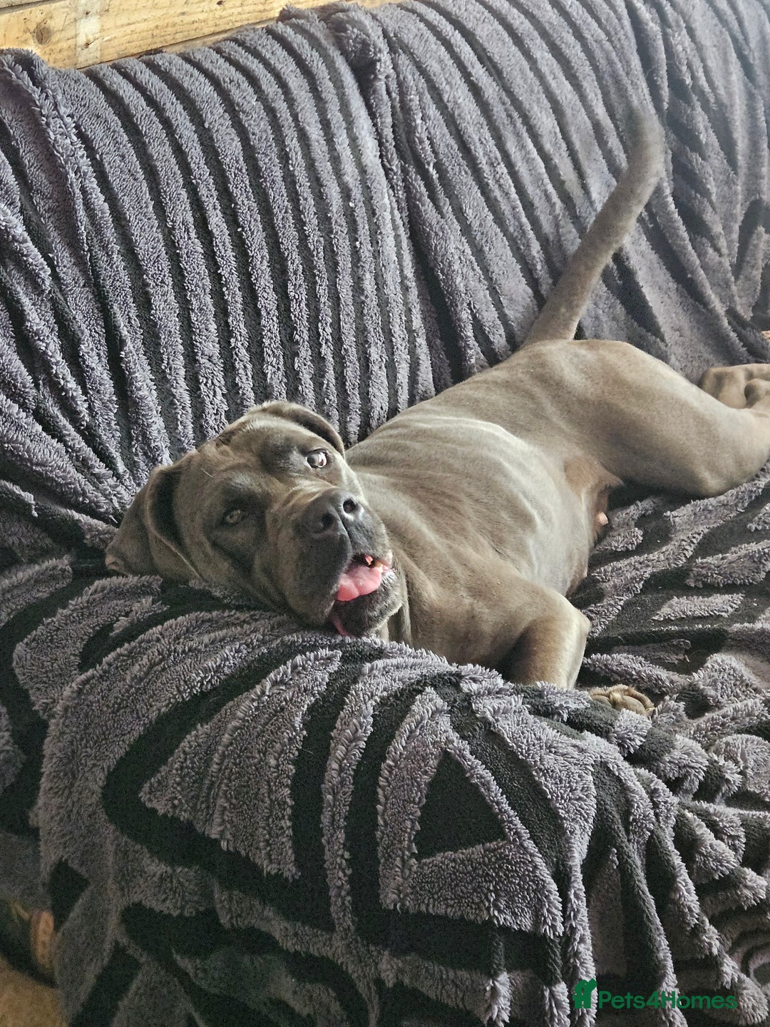 Mixed Breed dogs for sale: CaneWeiler Pupps - Advert 6