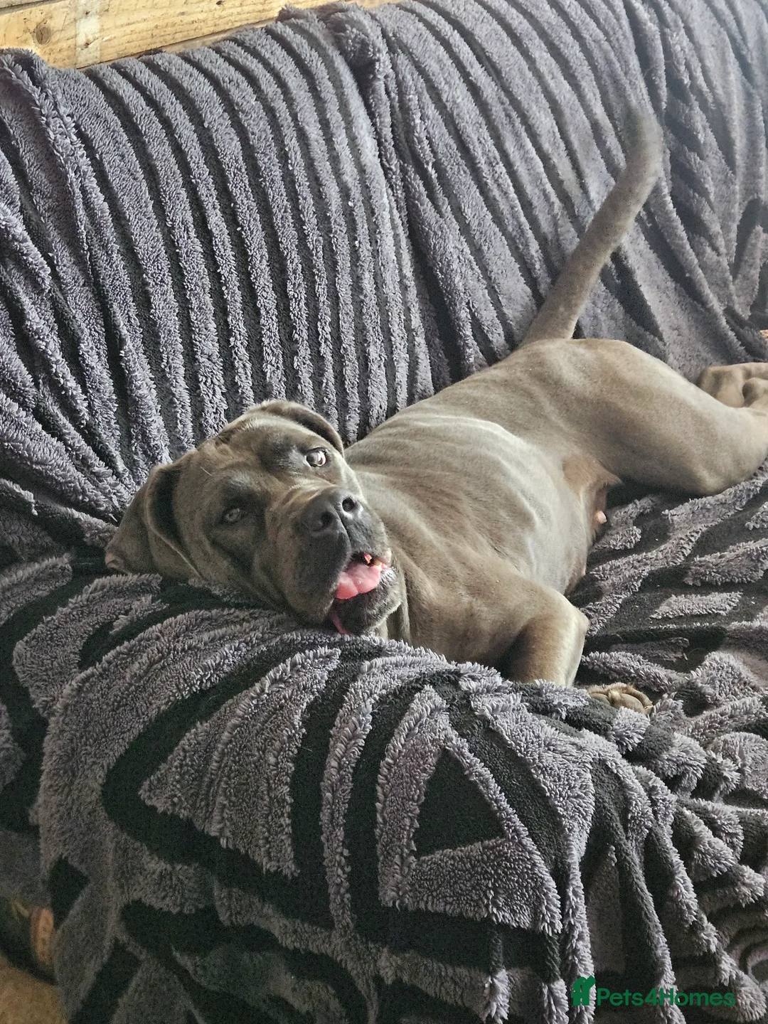 Mixed Breed dogs for sale: CaneWeiler Pupps - Advert 9