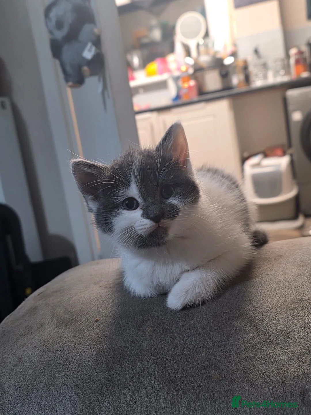 Ragdoll cats for sale: 4 ragdoll cross persian babys  - Advert 27