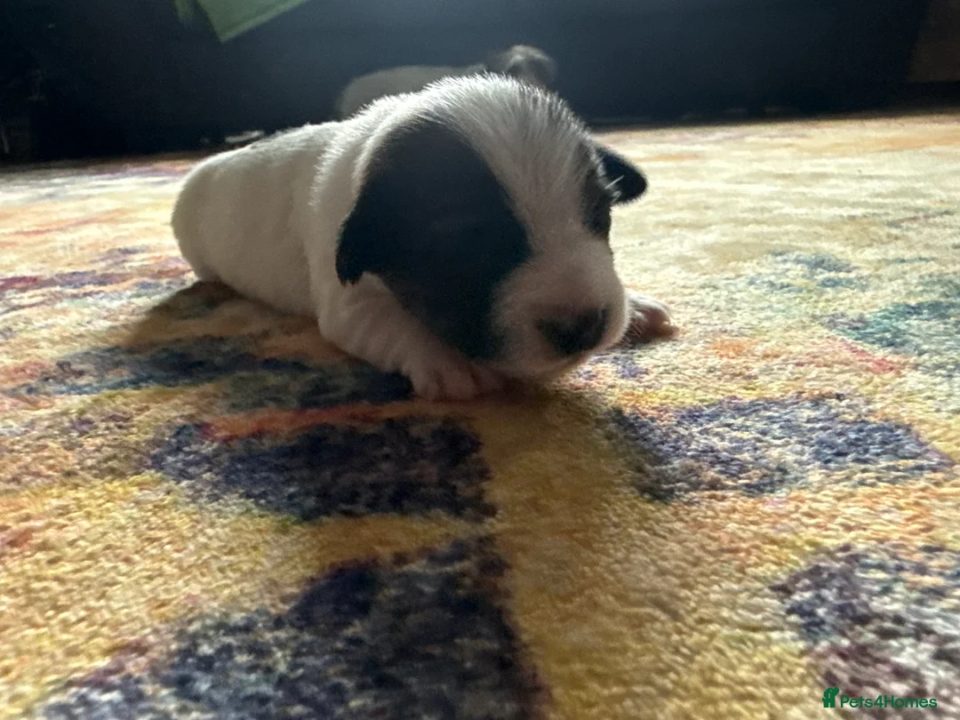 Jack Russell dogs for sale: Jack Russell  - Advert 8