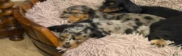 Dachshund dogs for sale: 4 KC Standard Long Haired Dachshund Puppies - Advert 17