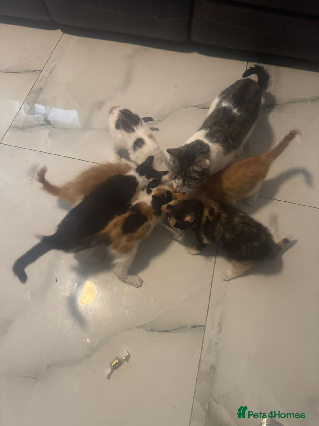 Domestic Shorthair cats for sale: Kittens For Sale – Ready to Join Your Home! - Image 1