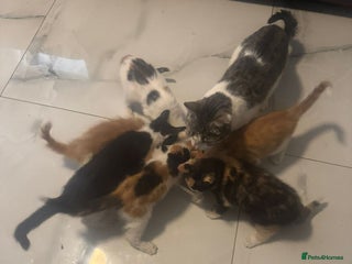 Domestic Shorthair cats - Advert 38