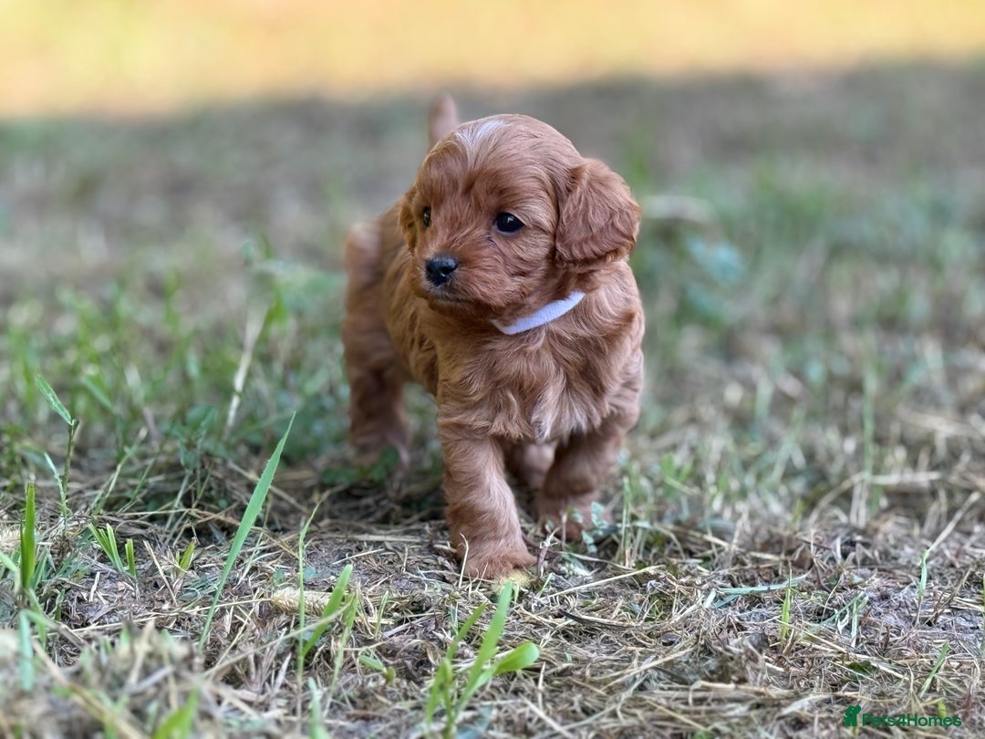 Cavapoo dogs for sale: Premium F1B Toy Red Cavapoo - 2 LEFT - Image 26