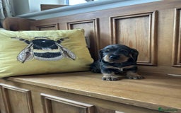 Dachshund dogs for sale: Dual Purpose Standard Wirehaired Dachshund(Teckel) - Image 4