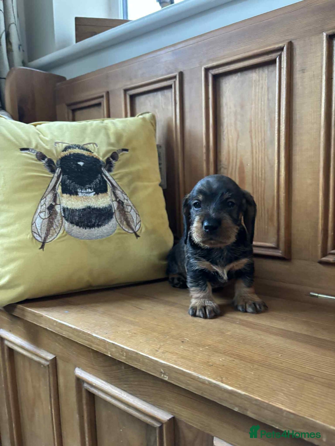 Dachshund dogs for sale: Dual Purpose Standard Wirehaired Dachshund(Teckel) - Image 4