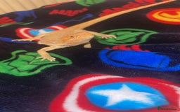 Bearded Dragon reptiles for sale: Boy Bearded Dragon  - Advert 9