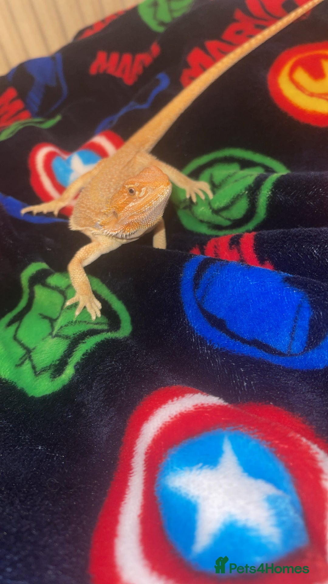 Bearded Dragon reptiles for sale: Boy Bearded Dragon  - Advert 9