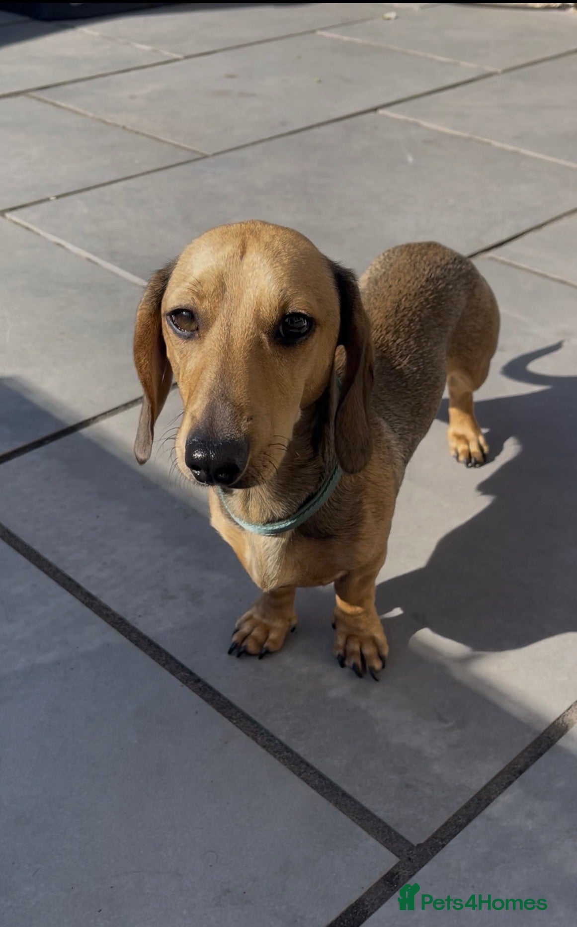 Miniature Dachshund dogs Cooper - Miniature Dachshund  - Advert 1