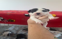 Staffordshire Bull Terrier dogs for sale: Staffordshire bull terriers  - Image 17