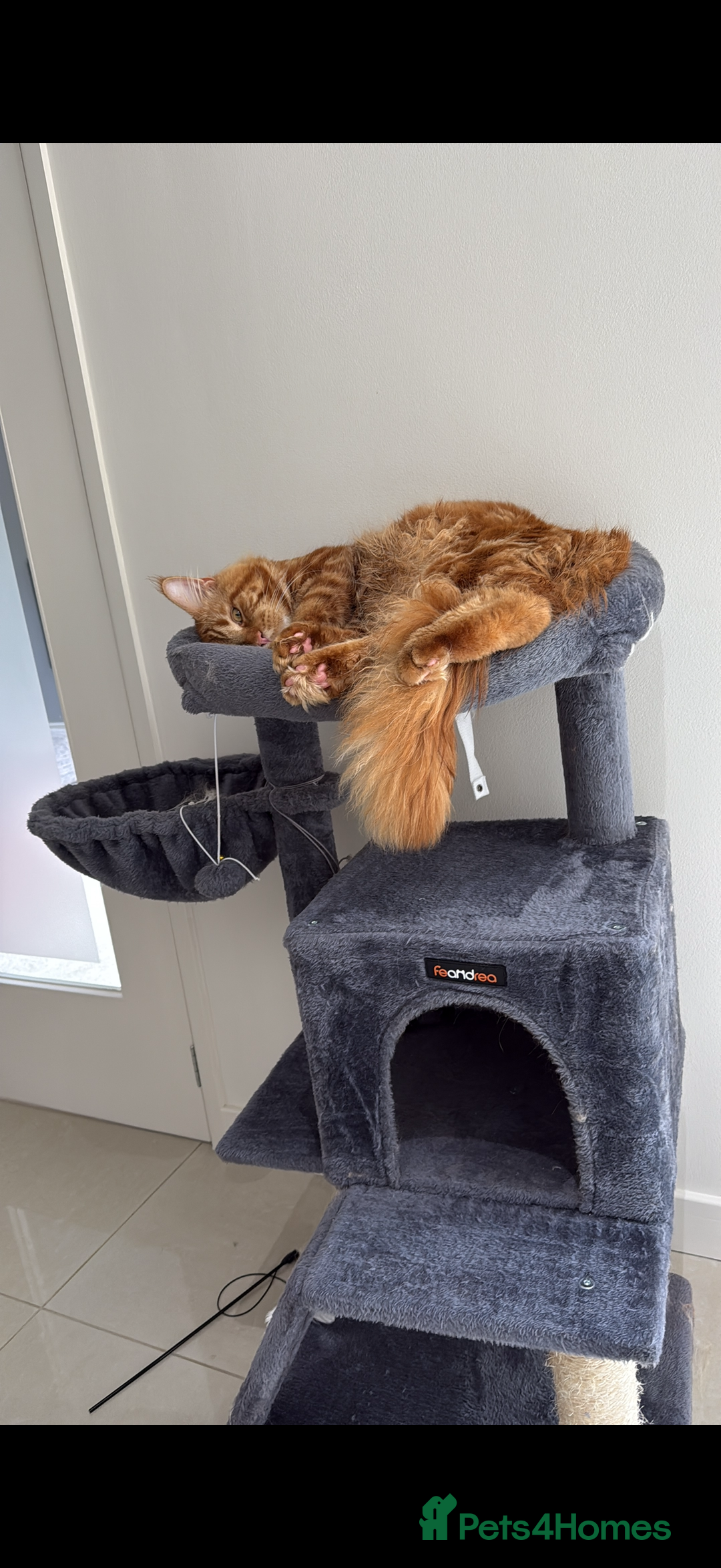 Maine Coon cats for sale: Maine Coon Kittens - Image 7