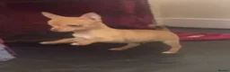 Chihuahua dogs for sale: Last chihuahua puppy REDUCED  - Advert 19