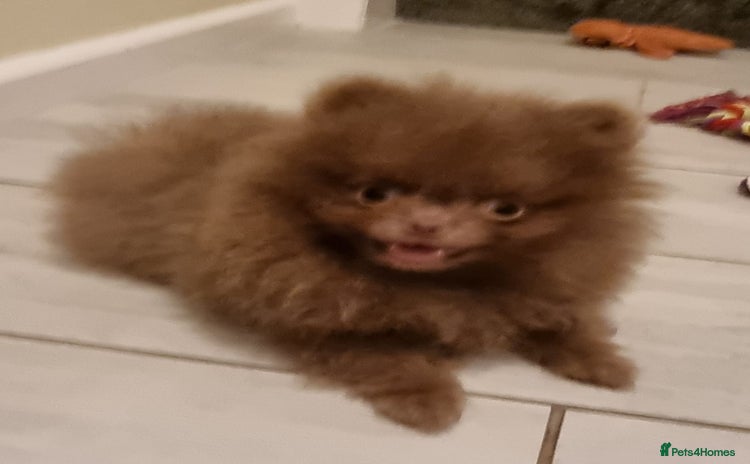 Pomeranian dogs - Advert 3