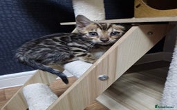 Bengal cats for sale: TICA Genetic & Health Tested Bengal Kittens  - Image 10