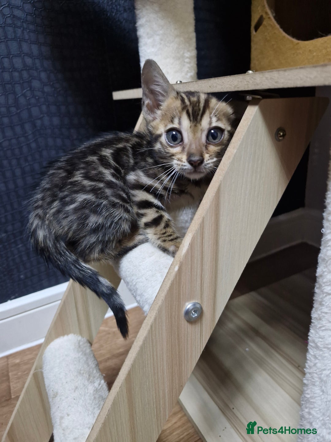Bengal cats for sale: TICA Genetic & Health Tested Bengal Kittens  - Image 10