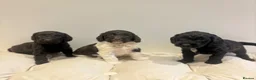 Cockapoo dogs for sale: Beautiful cockapoo puppy’s - Advert 20