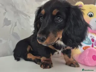 Miniature Dachshund dogs Beautiful Miniature Dachshund Ready to leave!♥️💙 - Advert 9
