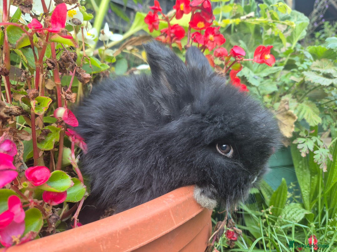 Angora rabbits for sale: The cutest black beauties 🖤 - Image 14