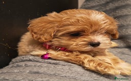 Maltipoo dogs for sale: Miniature Maltipoo Ready to Go - Image 11