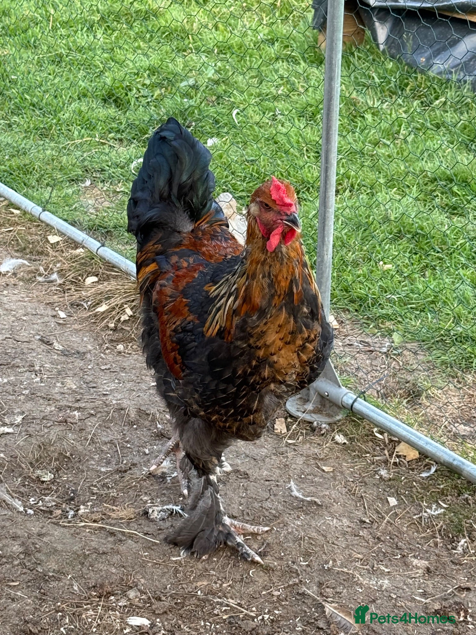 Mixed Breed poultry 2 cockrals available £20 each  - Advert 2