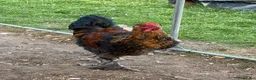 Mixed Breed poultry for sale: 2 cockrals available £20 each  - Advert 1