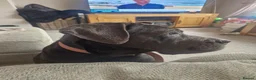 Cane Corso dogs for sale: 2yr old Cane corso - Advert 4