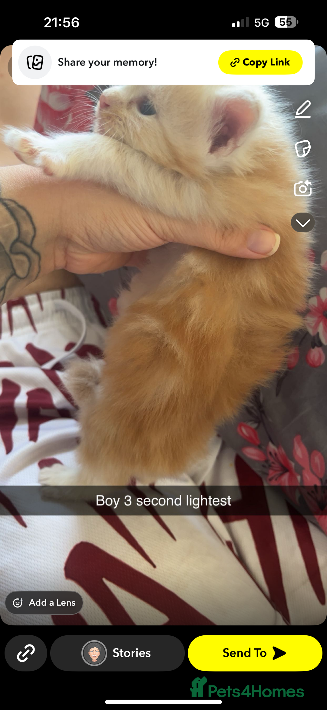 Maine Coon cats for sale: Beautiful Maine coon kittens 07396998601 - Image 7
