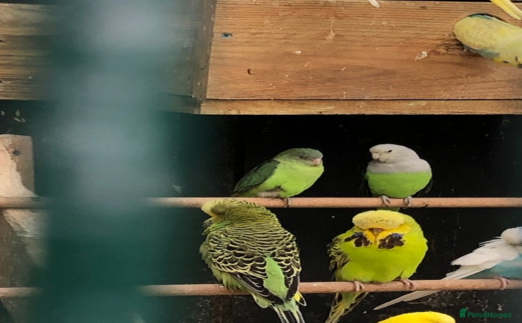 Lovebirds birds - Advert 7