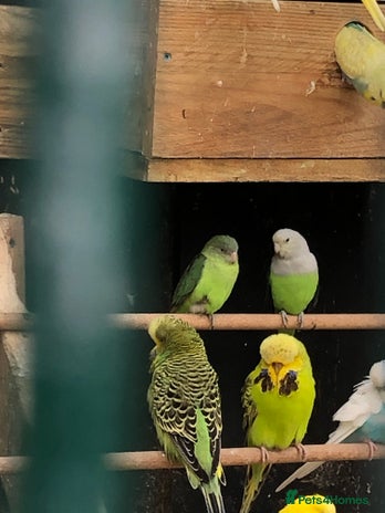Lovebirds birds - Advert 16