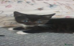 Mixed Breed cats for sale: 5 kittens looking for forever homes. - Image 14