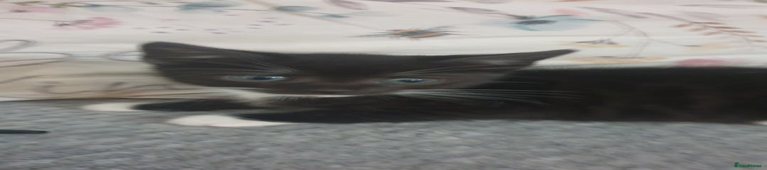 Mixed Breed Kitten 2