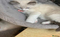 Ragdoll cats for sale: Ragdoll kittens  - Image 10